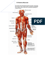 El Sistema Muscular