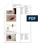 Hasil Penangkapan Serangga Menggunakan Yellow Trap