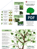 Cómo plantar un árbol Ficus y sus beneficios