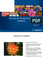 Tutorial de Produccion de Gerbera-0517-SAKATA PDF