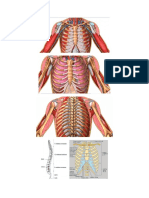 Huesos Caja Toracica