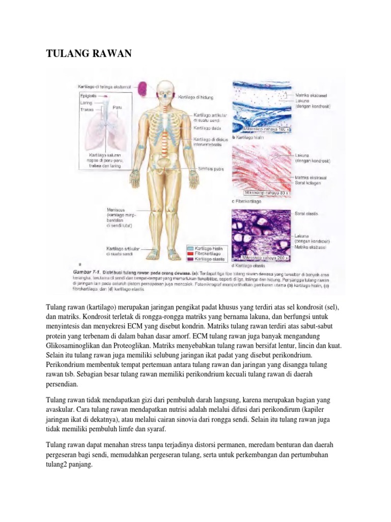 Basic Science Skeletal Pdf Knee Soft Tissue