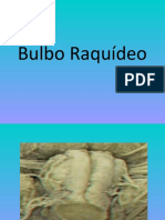 Bulbo Raquideo