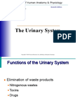 Urinary System