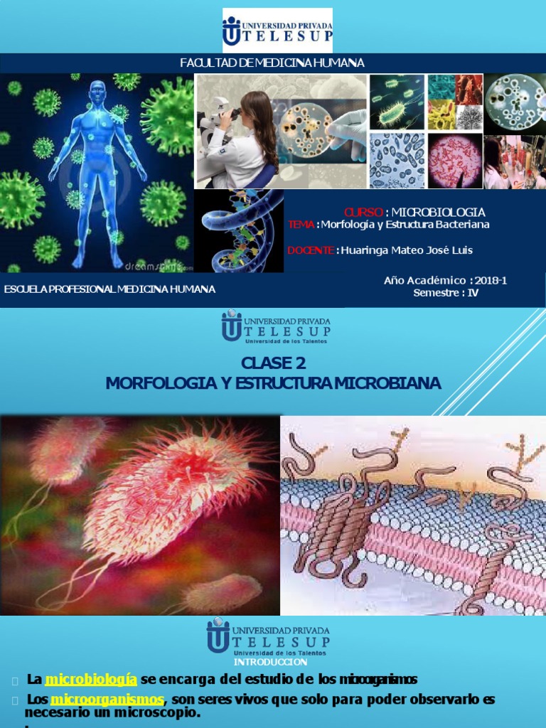 TEORIA 2 Estructura Bacteriana | PDF | Las bacterias | Biología Celular)