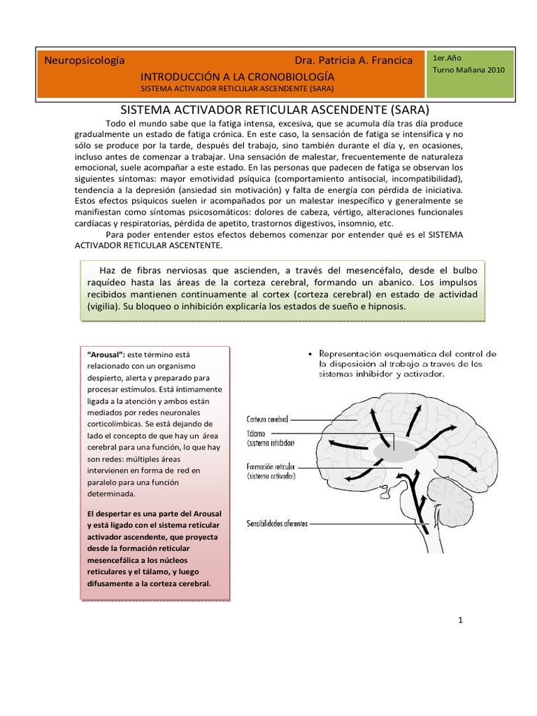 El sistema activador reticular ascendente y su papel en la regulación del estado de alerta y la