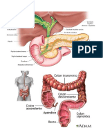 Anatomia