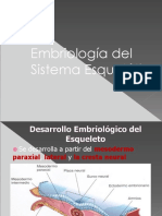 embriologiadeldesarrollodelesqueleto-110917111905-phpapp01