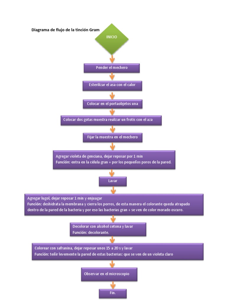 Diagrama de flujo de la tinción Gram.docx