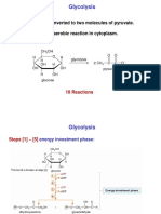 Glycolysis: Glucose Is Converted To Two Molecules of Pyruvate. An Anaerobic Reaction in Cytoplasm