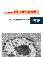 Nucleo Interfasico-Esmh