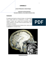 cerebelo.pdf