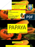 CULTIVO DE PAPAYA