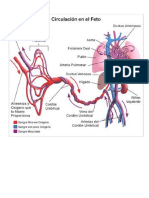 Circulación Fetal