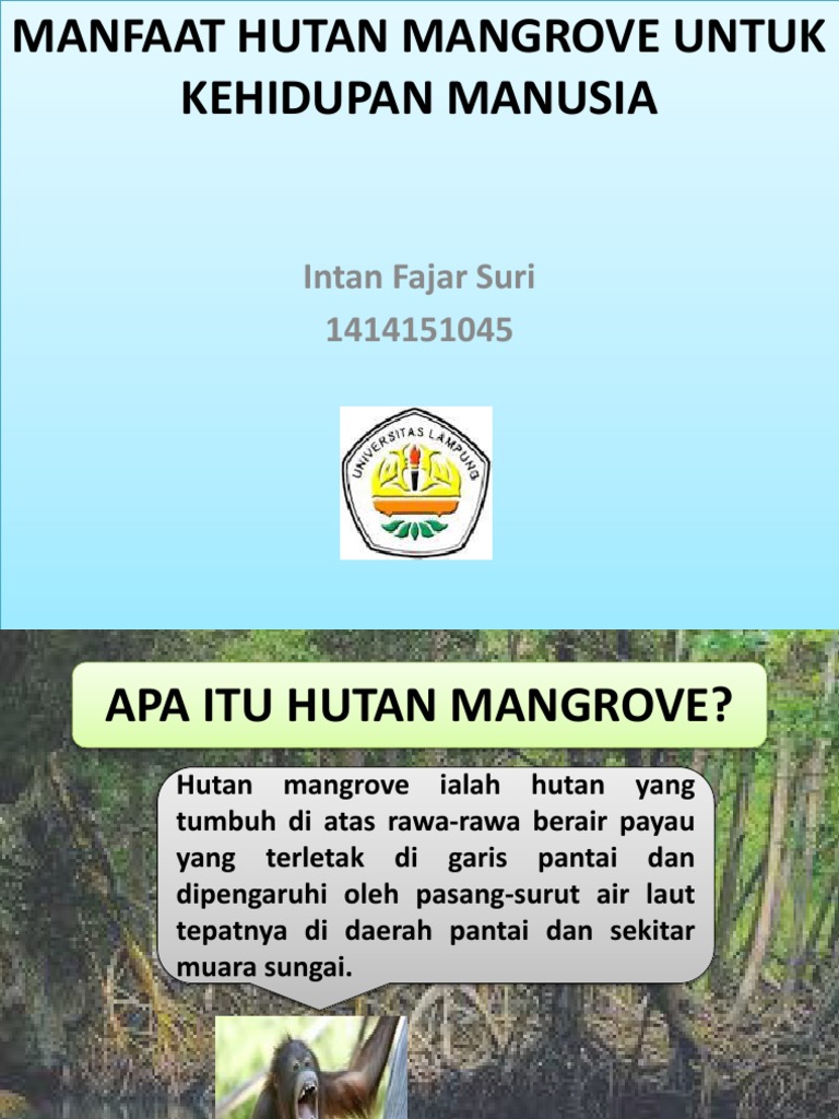Sebutkan Manfaat Hutan Mangrove Dalam Pelestarian Lingkungan Hidup