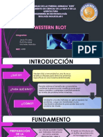 Western Blot Álvarez Hidrobo Escobar