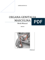 Organa Genitalia Masculina