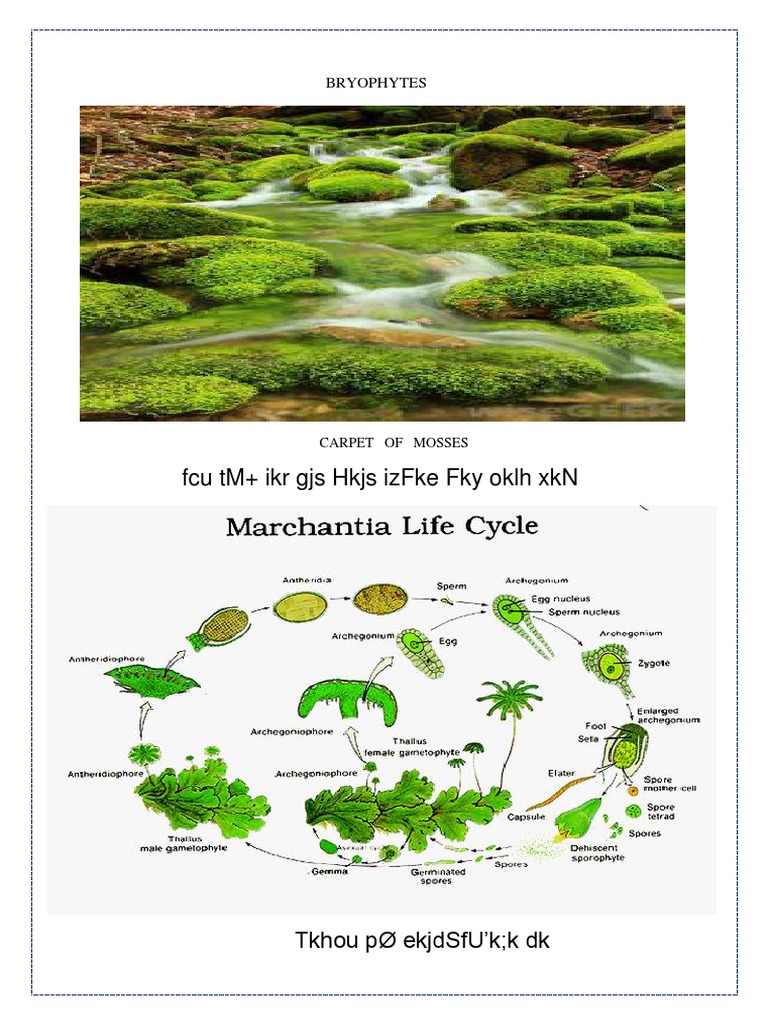 Bryophytes: Carpet of Mosses | PDF