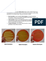 Blood Agar