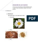 Clasificación de Las Plantas