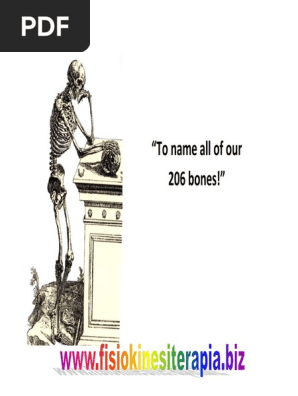Skeleton 