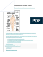 Partes Del Cuerpo Humano