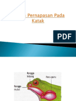 Sistem Pernapasan Pada Katak