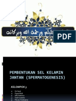 Spermatogenesis Proses Pembentukan Sel Kelamin Jantan