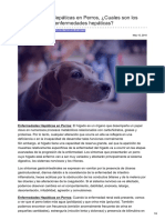 Estudiarveterinaria.com-Enfermedades Hepáticas en Perros Cuales Son Los Síntomas de Las Enfermedades Hepáticas