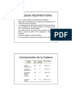 Cadena Respiratoria2