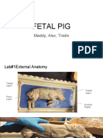 Madison Brooks - Fetal Pig Lab Presetation Example
