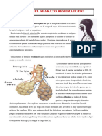 06.1. Sistema Respiratorio.pdf