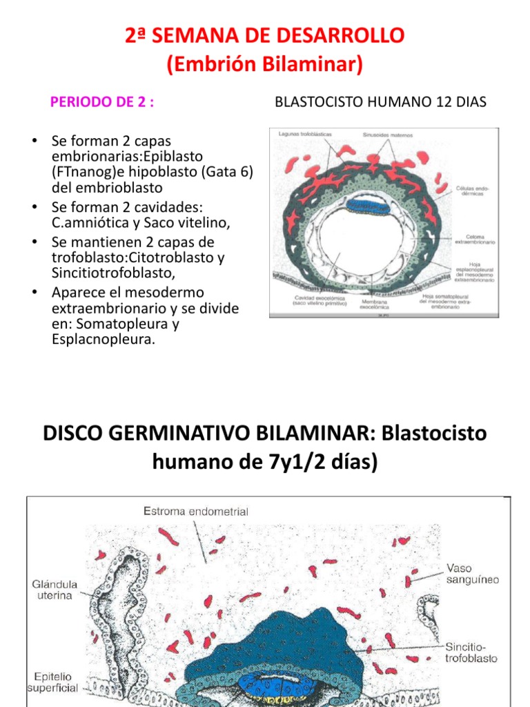 Embrio 2 Semana-1 | PDF | Implantación (embrión humano) | Biología del ...