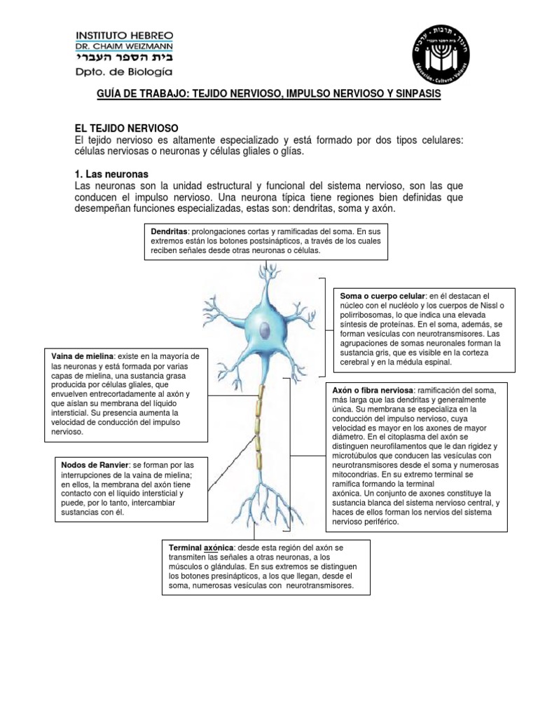 Partes de la Neurona y su Función | PDF | Sinapsis | Potencial de acción