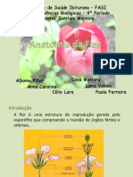 Anatomia Da Flor