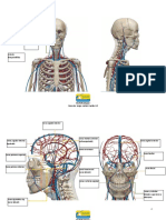 Atlas Sistema Circulatorio UAM Corte III