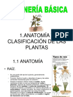 Anatomia y Clasificación