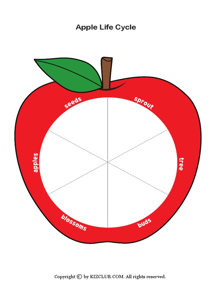 apple-life-cycle-pdf