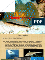 Chondrichthyes