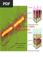Tema 8 Envoltura Celular Bacteriana