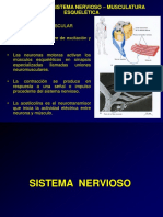 Sistema Nervioso1