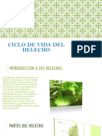 Ciclo de Vida Del Helecho