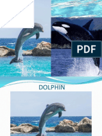 The Dolphins And