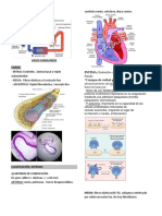 Sistema Cardiovascular