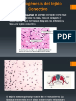 Embriogénesis Del Tejido Conectivo