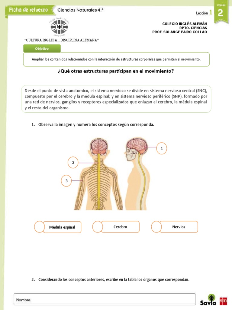 Guia Ampliacion 4 Basico Nervioso | PDF | Sistema nervioso | Cerebro