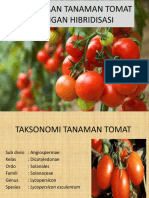 Pemuliaan Tanaman Tomat Dengan Hibridisasi