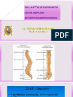 Columna Vertebral