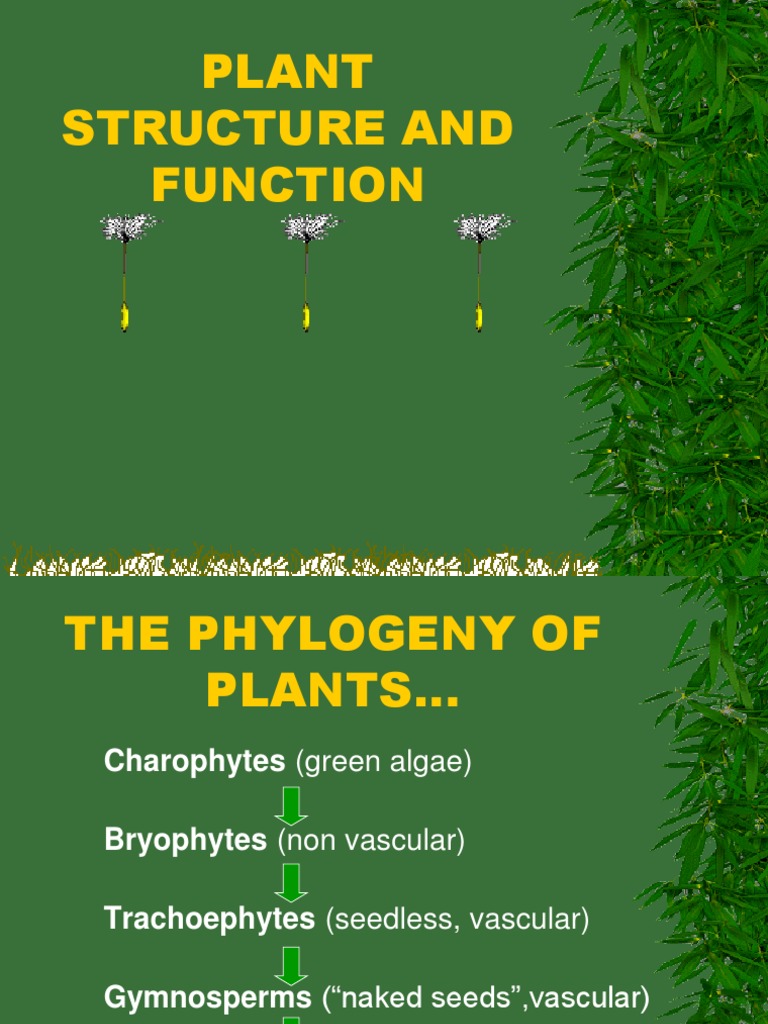 Plant Structure and Function | PDF | Root | Tissue (Biology)