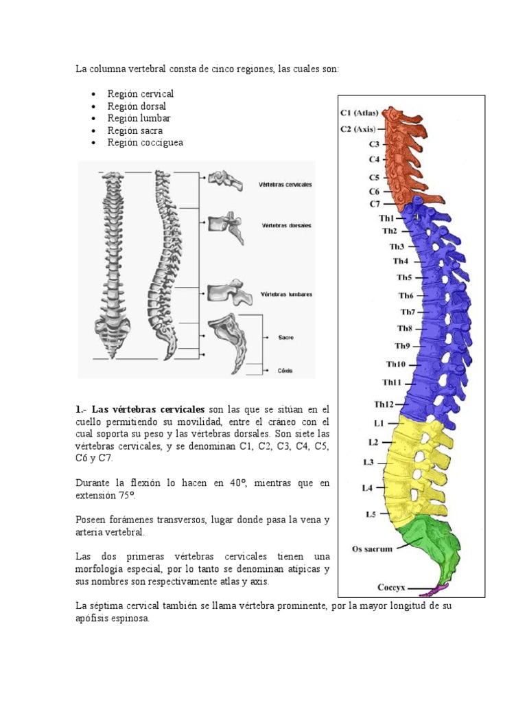 Estructura y Función de la Columna Vertebral | PDF | Vértebra | Sistema ...